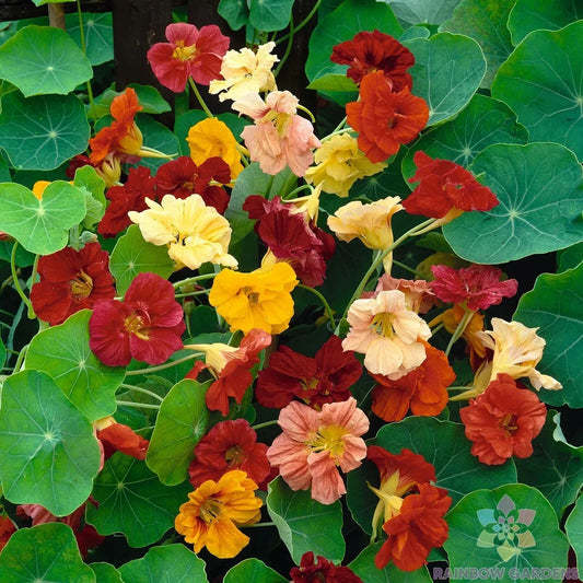 Nasturtium Seeds - 50+ Double Gleam Mix - Flowering Annual Plant - Tropaeolum majus for Garden, Borders, Containers, Pollinator Attracting