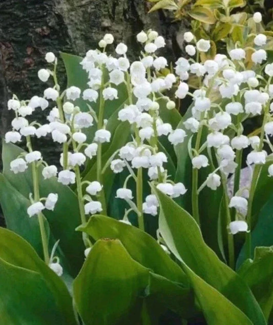 Live Plants - 5 Lily of the Valley Pips - Fragrant Convallaria Majalis - Rooted Perennial Garden Plant