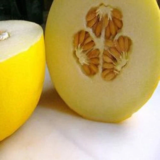 Organic Golden Yellow Musk Melon Seeds - Corral Honey Dew, Heirloom Cucumis melo, Juicy, Sweet, Vining, Full Sun, Non-GMO, 20 Seeds