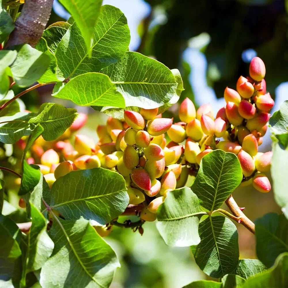 Pistachio Nut Tree Seeds – Edible Garden Plant for Zone 7 – Pistacia vera – Grow Your Own Nut Tree with Attractive Foliage