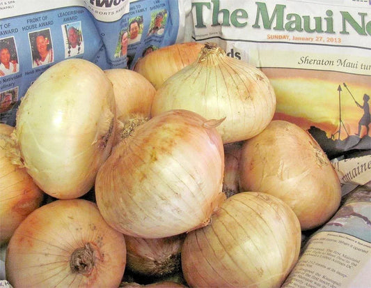 Organic Maui Sweet Onion Seeds - Short Day Variety for Spring & Fall - Allium cepa Vegetable Seeds - 201+ Seeds