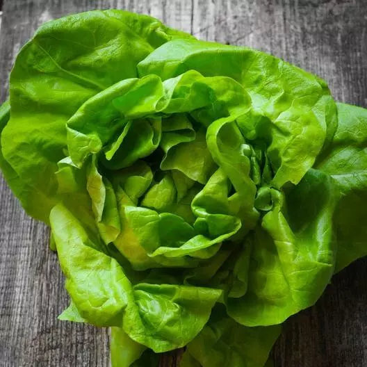 Butterhead Lettuce Seeds - 2000 Pack, Non-GMO Organic Lactuca sativa, Salad Greens, Indoor & Outdoor Gardening, Full Sun