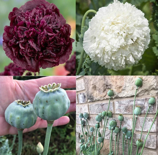 Non-GMO Poppy Seeds TUXEDO Mix Black & White Double Peony Blooms 500 Seeds Papaver somniferum