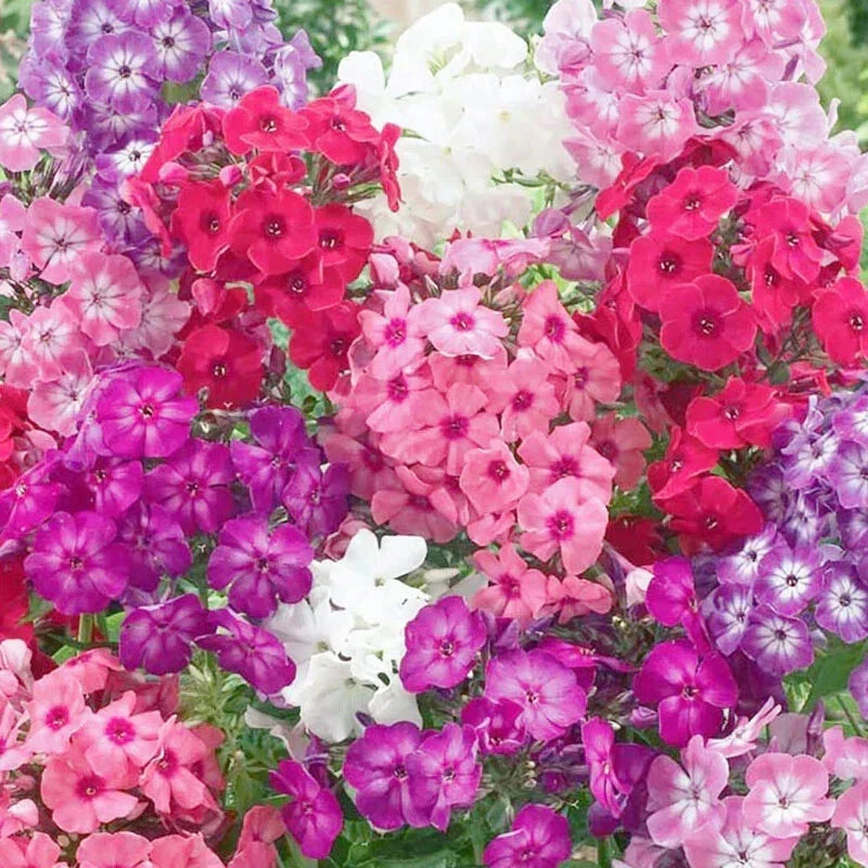 Dwarf Mix Phlox Seeds - 100+ Pack, Perennial Flowering Plants for Garden, Phlox subulata, Colorful Border & Container Plants