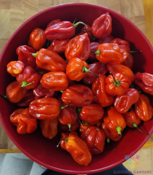 Habanero Red Hot Pepper Seeds - 25+ Pack, Capsicum chinense, Spicy Culinary, Garden Planting, Non-GMO, Full Sun, USA