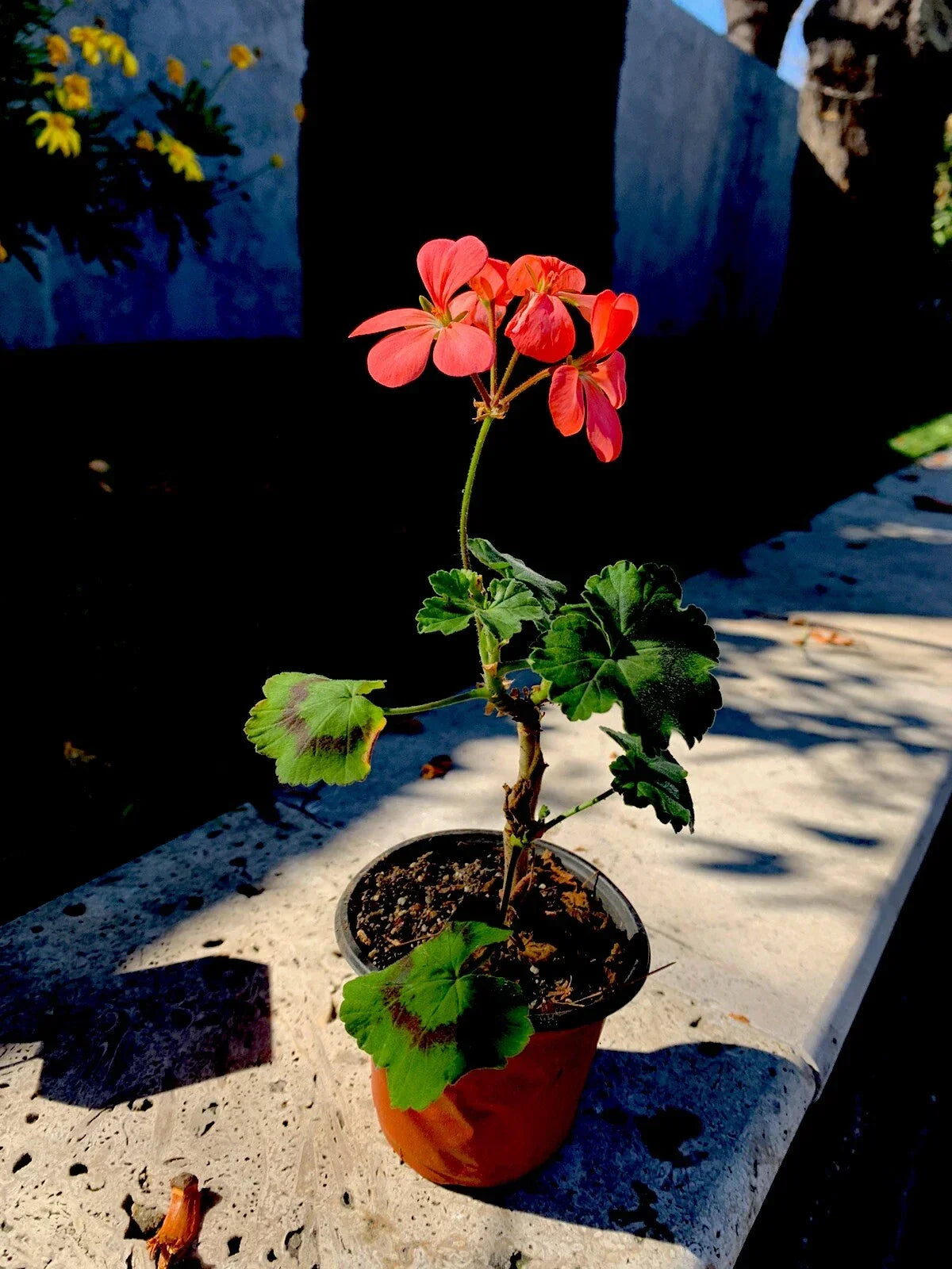 Geranium Salmon Pink Live Plant in 3-Inch Pot, Pelargonium × hortorum, Bright Blooming Flowering Plant