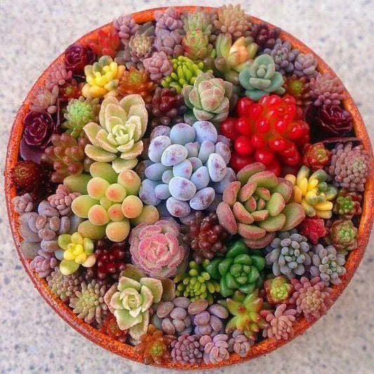 Mixed Succulent Seeds Pack of 100 – Variety of Colors and Types for Gardening, Terrariums & Indoor Decor