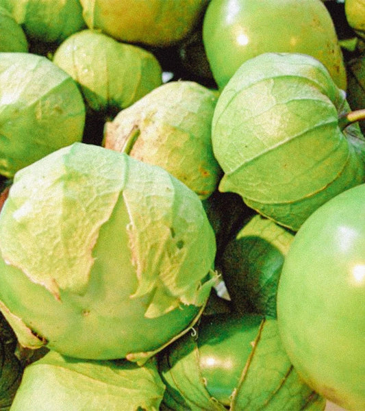 Organic Green Tomatillo Seeds Pack | Physalis ixocarpa | 50+ Non-GMO, Easy Grow Salsa Vegetable for Home Gardens
