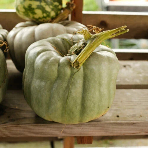 Queensland Blue Pumpkin Seeds - 25 Pack - Cucurbita maxima - Non-GMO, USA Grown, Ideal for Home Gardens