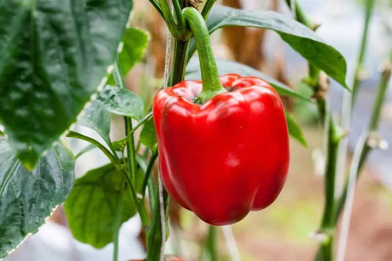 Sweet Red Girl Bell Pepper Seeds, 100 Non-GMO Heirloom Seeds, Capsicum annuum, Vegetable Gardening, Home Garden