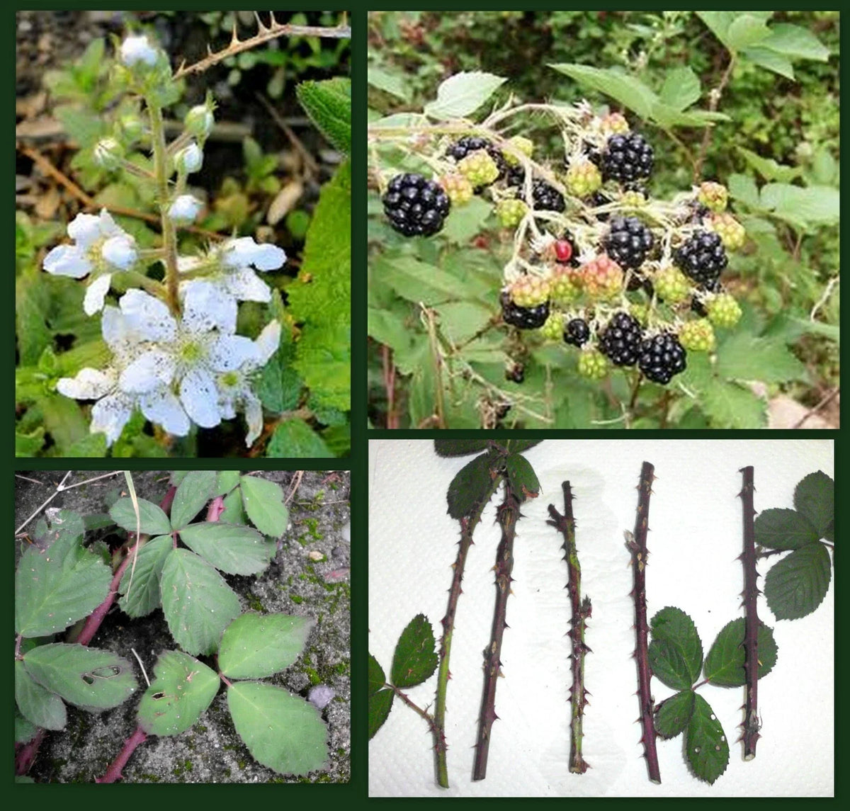 Blackberry Cane Cuttings - 5 Organic Thorned Rubus Cuttings for Propagation & Permaculture