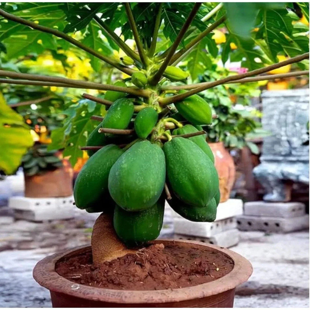 Dwarf Papaya Tree Start – Live 12" Carica papaya Tropical Fruit Plant for Indoor & Outdoor Growing