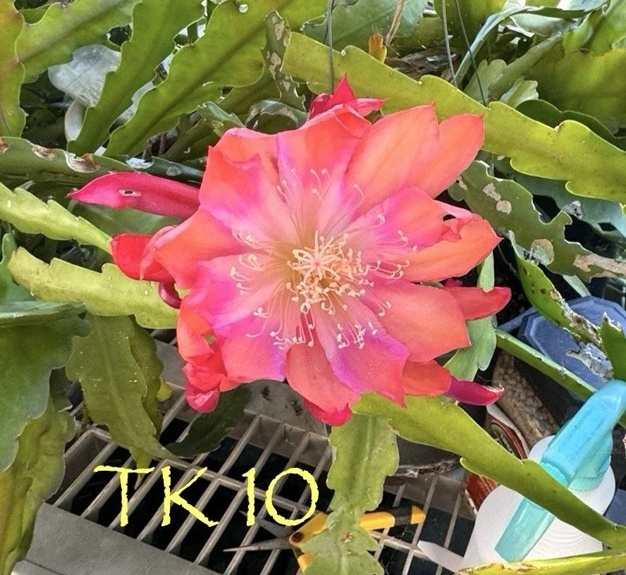 Epiphyllum Orchid Cactus Succulents - Noid TK10 Variety - 2 Potted Plants for Indoor Garden, Bright Blooms, Easy Care, Trailing Foliage
