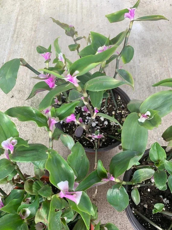 Variegated Tradescantia Blushing Bride Cuttings - 3 Rare Wandering Jew Indoor Houseplants for Propagation and Gardening