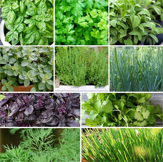 Herb Seeds Mix - 10 Pack Non-GMO Heirloom Culinary Herbs for Garden Planting - Indoor & Outdoor Gardening