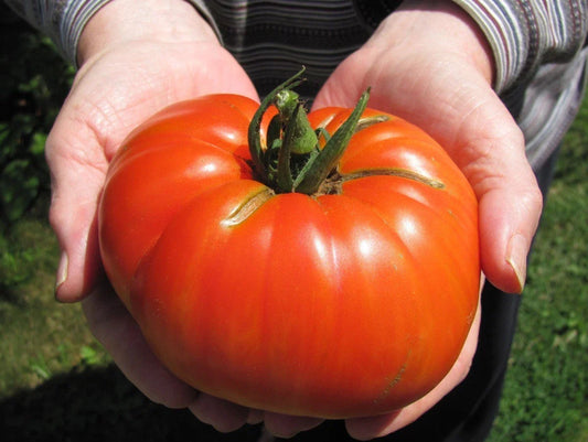 Goliath Hybrid Tomato Seeds Bulk 100 Pack – Bright Red Fruit, High-Yield, Disease-Resistant Lycopersicon esculentum Vegetable Seeds