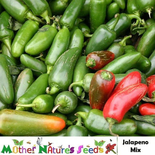 Jalapeno Hot Pepper Seeds - 100 Heirloom Non-GMO Capsicum annuum for Salsas, Sauces & Grilling