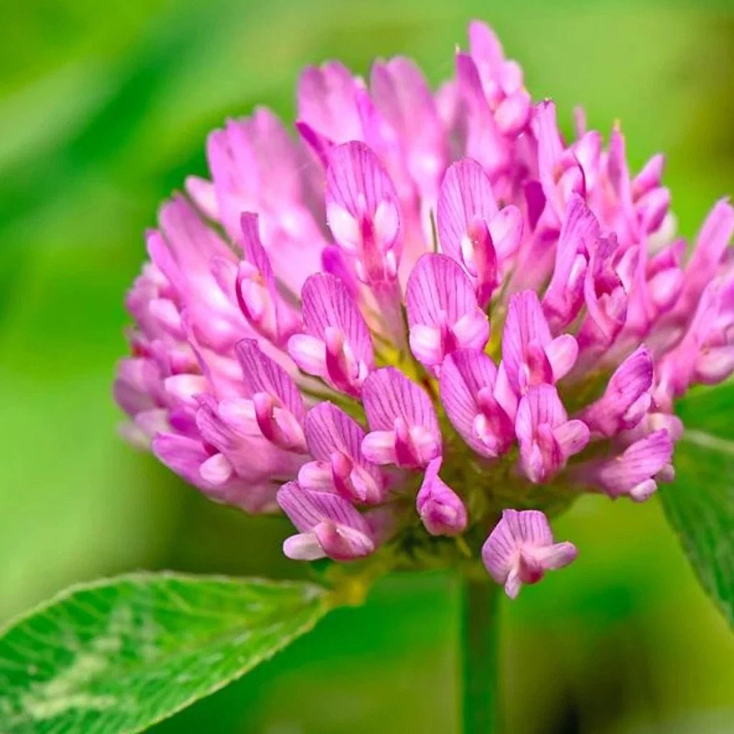 Medium Red Clover Cover Crop Seeds - Non-GMO, Inoculated, Trifolium pratense, Soil Fertility, Erosion Control, Pollinator Attractant