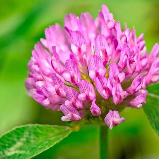Medium Red Clover Cover Crop Seeds - Non-GMO, Inoculated, Trifolium pratense, Soil Fertility, Erosion Control, Pollinator Attractant