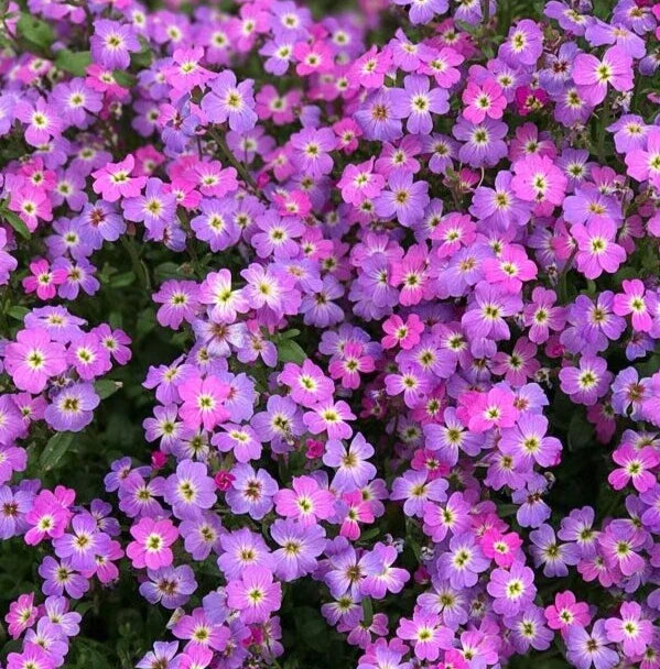 Virginia Stock Seeds 2000+ Packet Purple Malcolmia maritima Annual Flower Garden Seeds for Pollinators