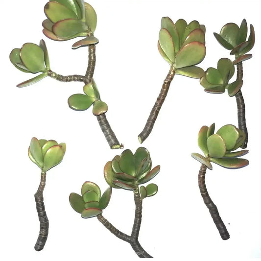 Jade Succulent Cuttings 2 Pack | Crassula ovata | Easy to Root, Fast Growing, Live Plant Clippings