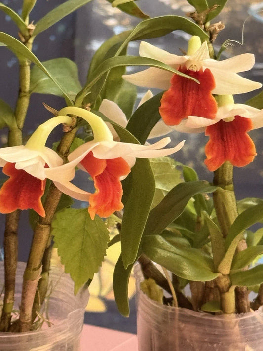 Orchid Plant 2 Rooted Short Stem Frosty Dawn Dendrobium Orchid Indoor Outdoor Flowering Plant