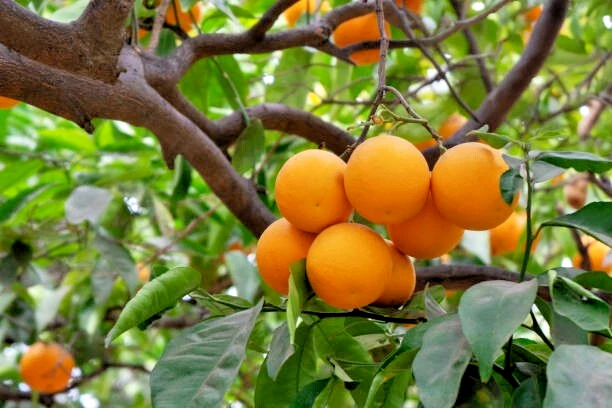 California Navel Orange Tree Scions – 5 Unrooted Citrus sinensis Cuttings for Grafting and Rooting