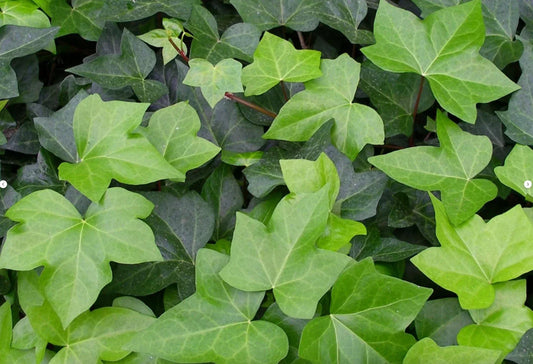 Live English Ivy Groundcover 1L Bare Root Hedera Helix 10 Pieces for Landscaping and Indoor Gardens
