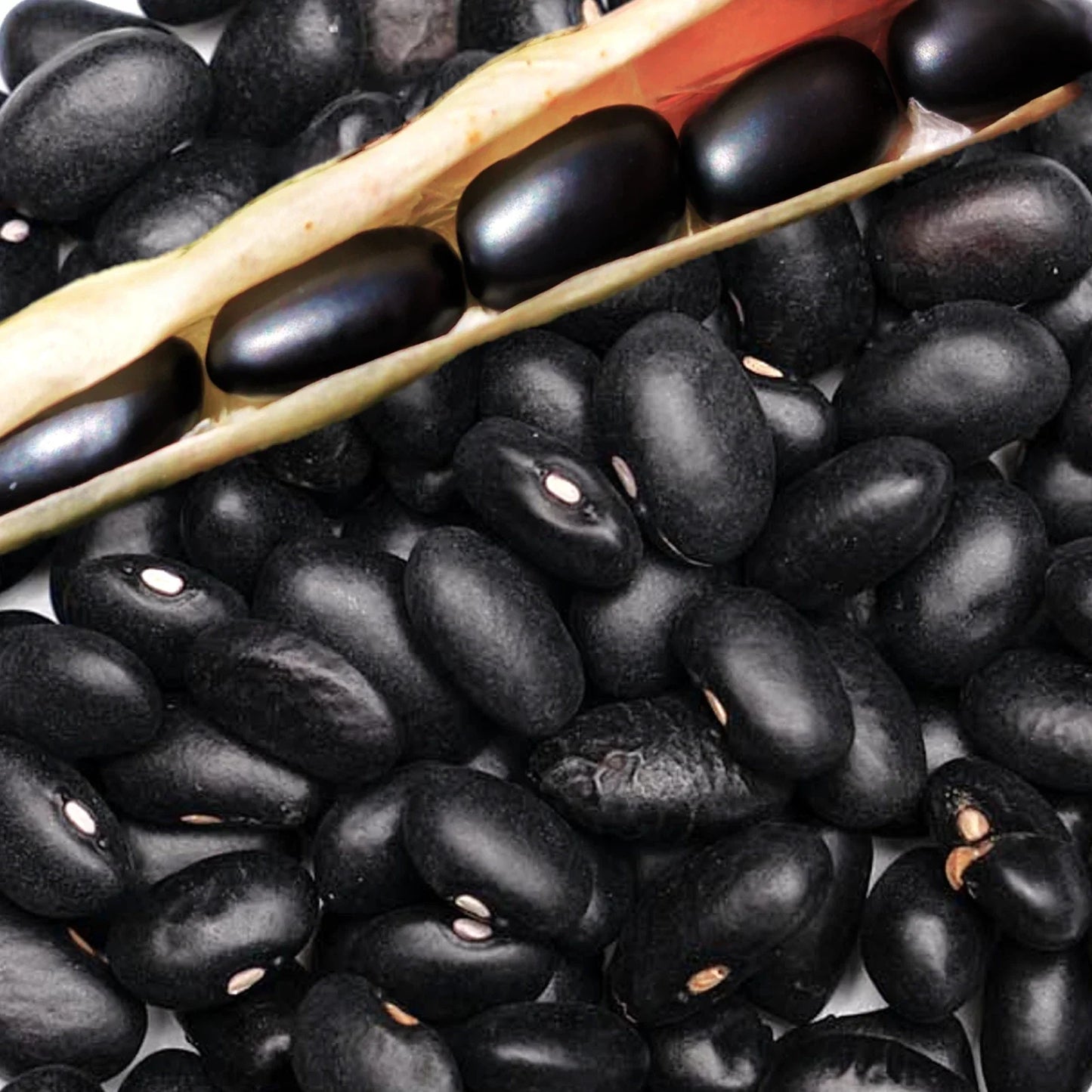 Black Bean Seeds for Planting | Phaseolus vulgaris | Mexican Frijoles Black Turtle | 2025 Variety