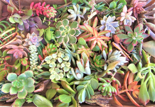 Large Succulent Cuttings 50 Varieties Assorted Succulents for Planting and Decoration Over 2 lbs