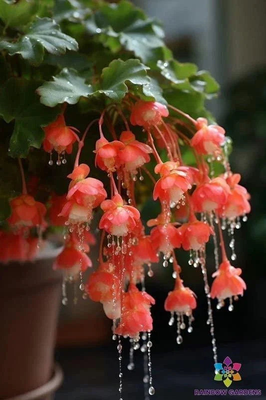 Red Weeping Begonia Seeds - Begonia x tuberhybrida for Garden, Containers & Hanging Baskets, Vibrant Foliage, Easy to Grow, USA Grown