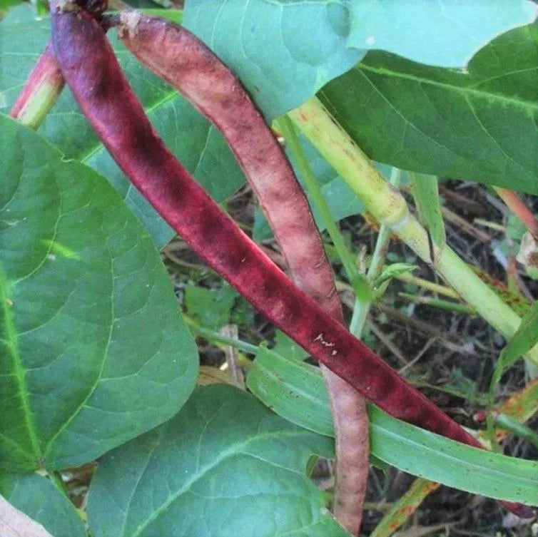 Red Ripper Cowpea Seeds - Small Mexican Red Beans, Vigna unguiculata, Heirloom Seeds for 2025 Planting