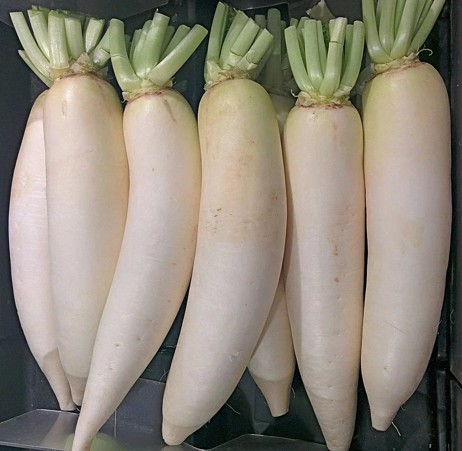 Daikon Radish Seeds - Heirloom Non-GMO Raphanus sativus var. longipinnatus - 300+ Seeds for Home Gardening & Container Planting