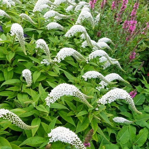 Gooseneck Loosestrife Perennial Plants - 12 Live Well Rooted Lysimachia clethroides for Garden Borders, Pollinator Attracting, Vibrant Yellow Flowers