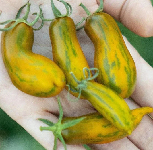 Indeterminate Tomato Seeds - Sausage Variety - Low Water Content, Non-GMO, Heirloom, 50 Seeds, Solanum lycopersicum