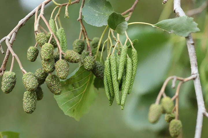 Black Alder Tree Seeds - 50 Pack, Alnus Glutinosa, Native Deciduous Tree for Wetlands, Eco-Friendly Gardening Supplies