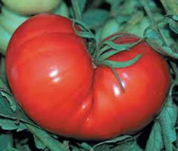 Heirloom Tomato Seeds - Organic Red Ponderosa - 25+ Non-GMO Seeds - Solanum lycopersicum for Home Gardening