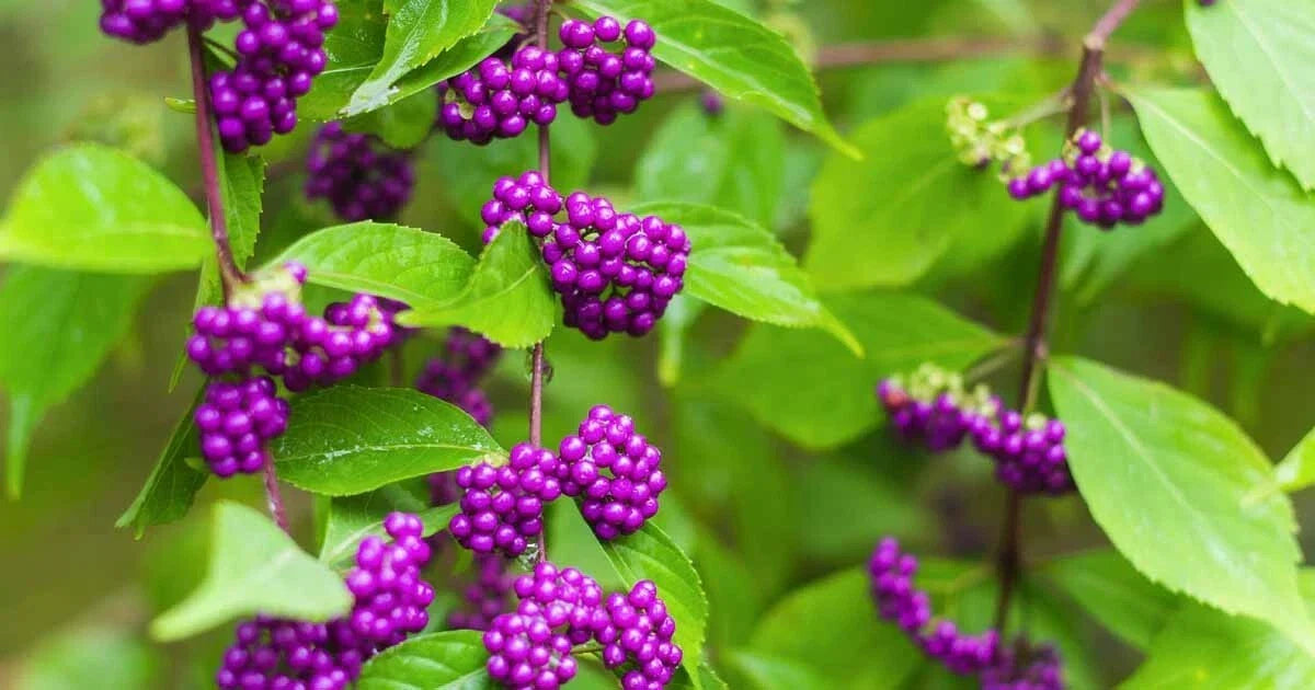 Purple American Beauty Berry Seeds - Pack of 50 - Callicarpa americana - Vibrant Purple Berries for Gardens & Landscaping