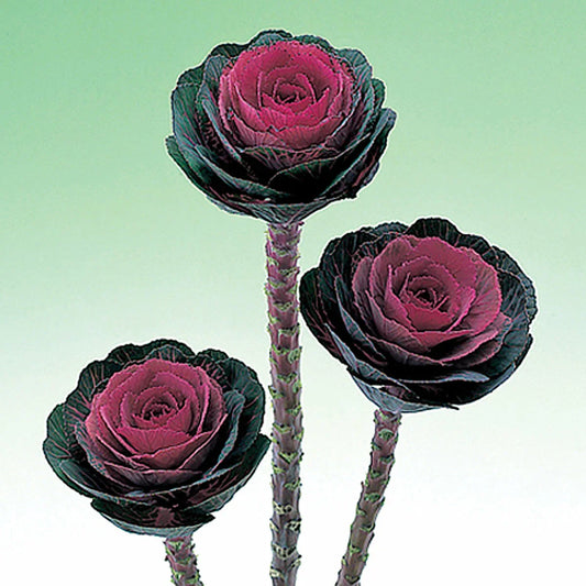 Ornamental Kale Seeds 40 Count - Crane Pink Variety - Brassica oleracea - Vibrant Foliage for Gardens & Containers