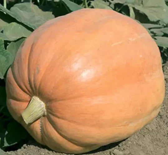 Mammoth Gold Giant Pumpkin Seeds - 20 Heirloom Organic NON-GMO - Cucurbita maxima - 40-60 lbs Variety for Competitive Growing