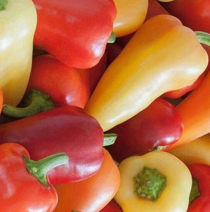 Santa Fe Hot Pepper Seeds – Capsicum annuum, 50+ Grande Vegetable Garden Hot Peppers for Spicy Salsas & Cooking