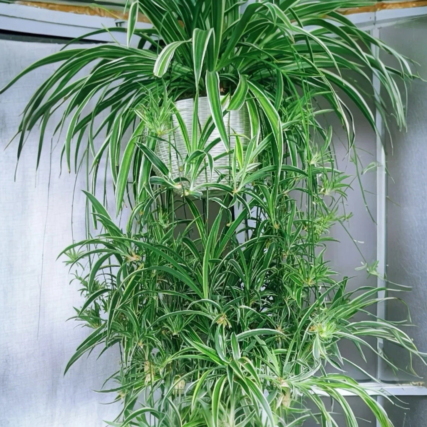 Reverse Variegated Spider Plant Cuttings - 2PCS, Air-Purifying, Fast-Growing, Chlorophytum comosum, Indoor Perennial, Easy Care