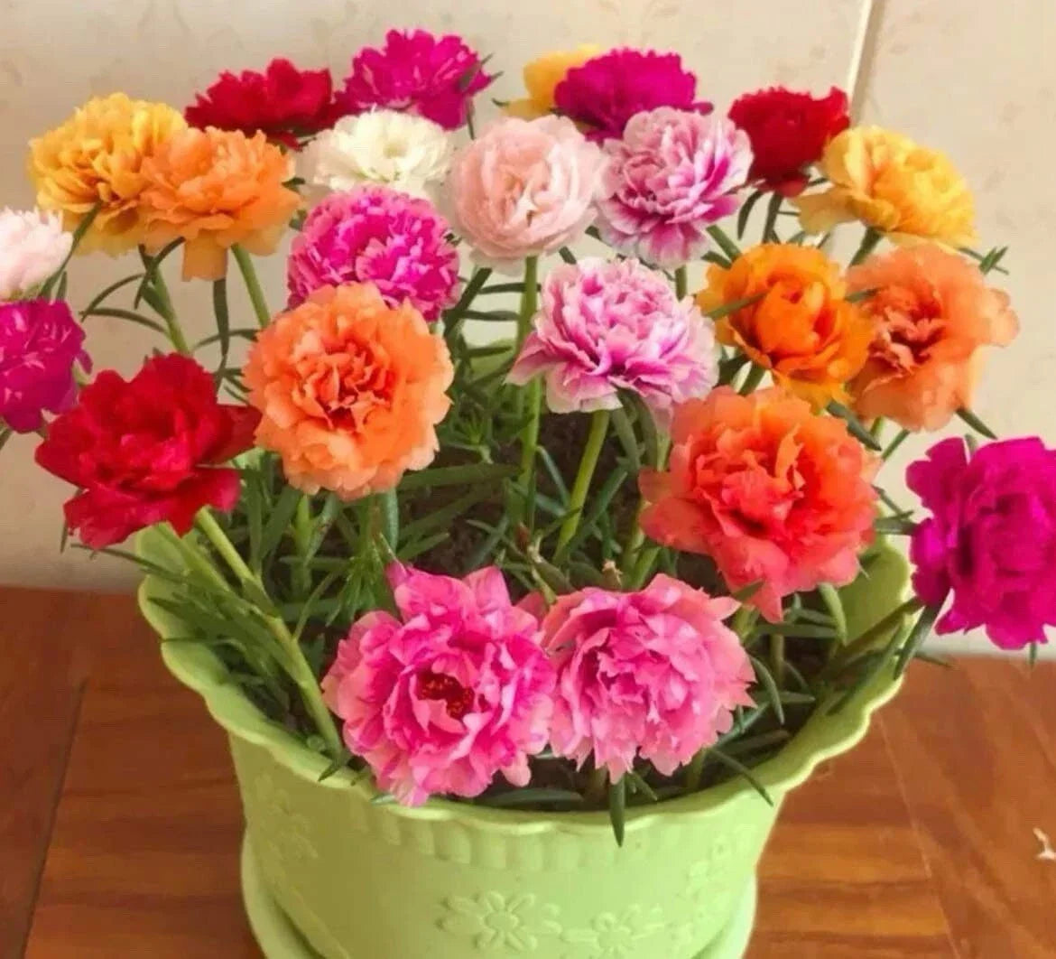1000+ Seeds Moss Rose Double Mix Portulaca grandiflora Colorful Flower Seeds for Garden, Drought-Tolerant, Butterfly Attracting