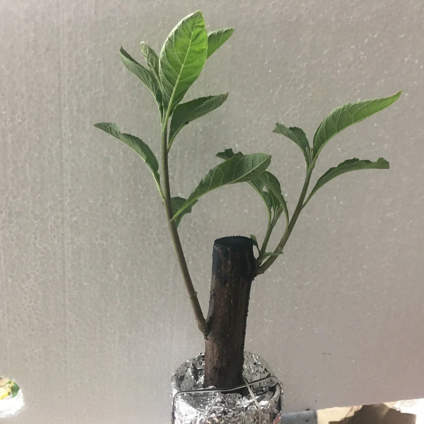 African Bitter Leaf Plant Live Herb for Diabetes – Vernonia Amygdalin Medicinal Plant