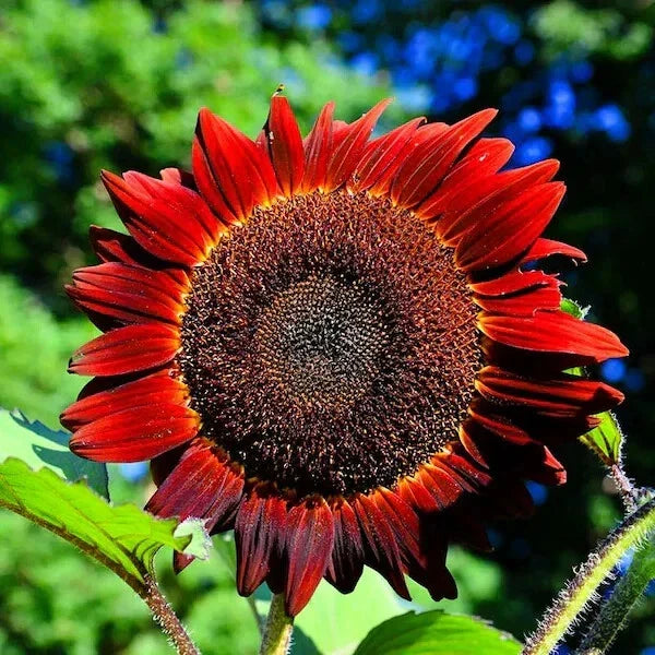 Red Sun Sunflower Seeds - Organic 50 Pack, Helianthus annuus, Non-GMO, USA Grown, Vibrant Red & Yellow Flowers, Easy to Grow