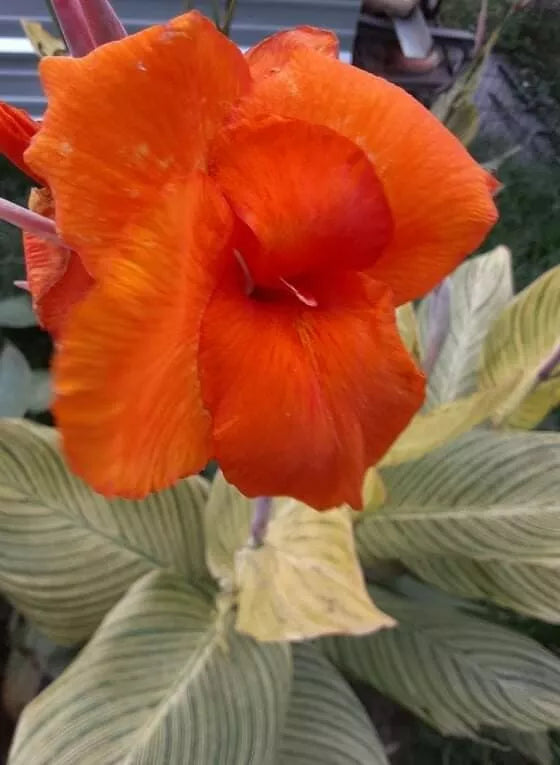 Tiger Stripe Canna Lily Bulbs 2 Pack - Orange Flowers & Striped Foliage - Canna indica Tropical Plant