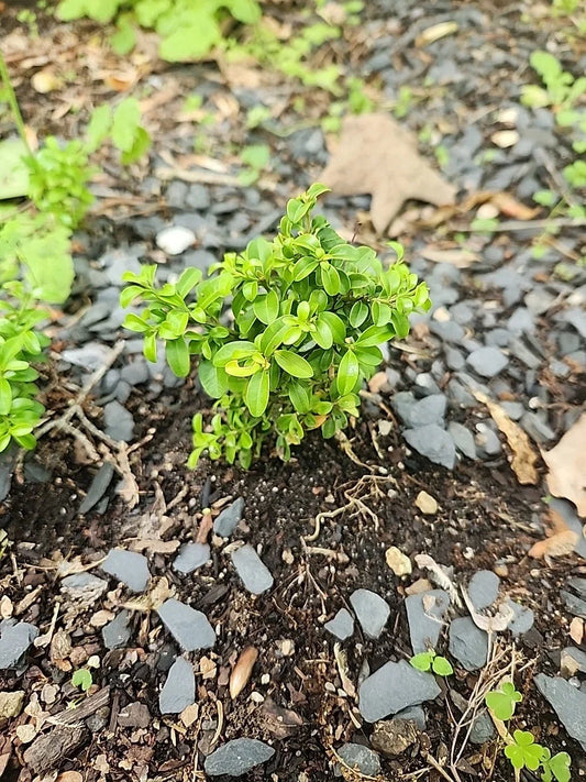 Kingsville Boxwood Mame Bonsai Tree, Rare Indoor Plant, Miniature Buxus microphylla var. japonica, Compact Bonsai for Indoor Decor