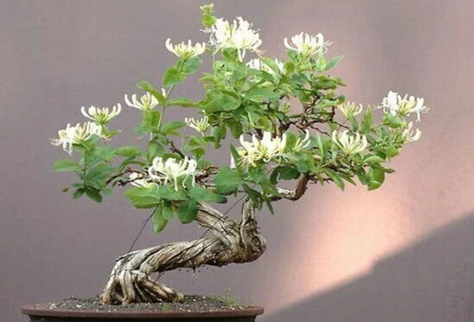 Honey Suckle Plant Rooted Cuttings for Bonsai - Lonicera japonica - Set of 4, Fragrant Flowers, Indoor & Outdoor Gardening