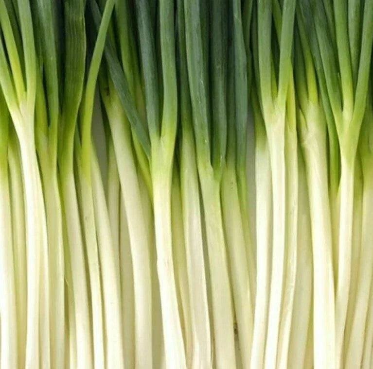 Tokyo Long White Bunching Onion Seeds | Allium fistulosum | Vegetable Garden, Clumping, Edible Bulb, 200+ Seeds