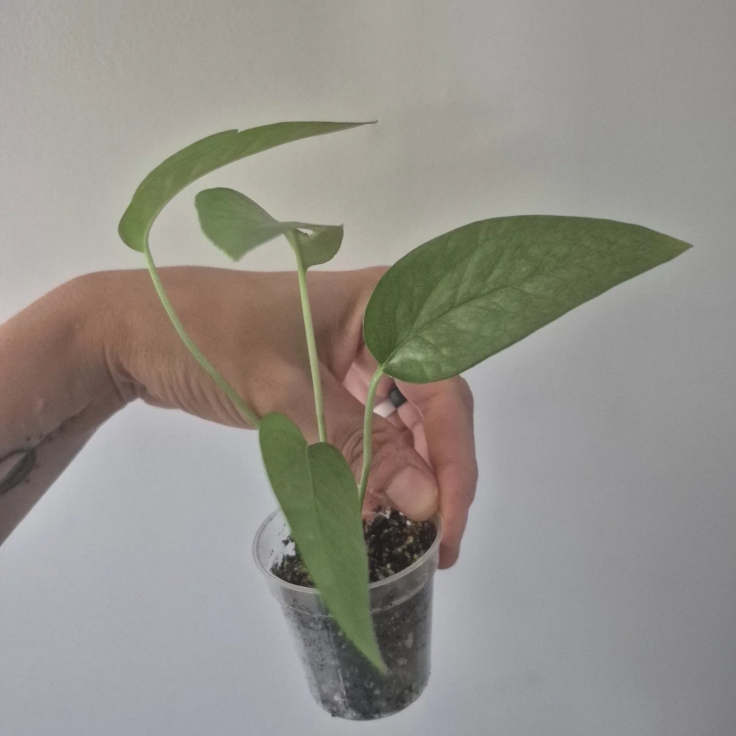Cebu Blue Pothos Starter Plant in 2-Inch Pot | Epipremnum Aureum 'Cebu Blue' Indoor Plant for Low Light